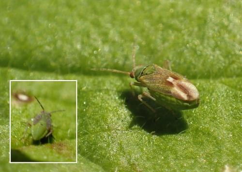 Réf. 221 341 : Conostethus venustus